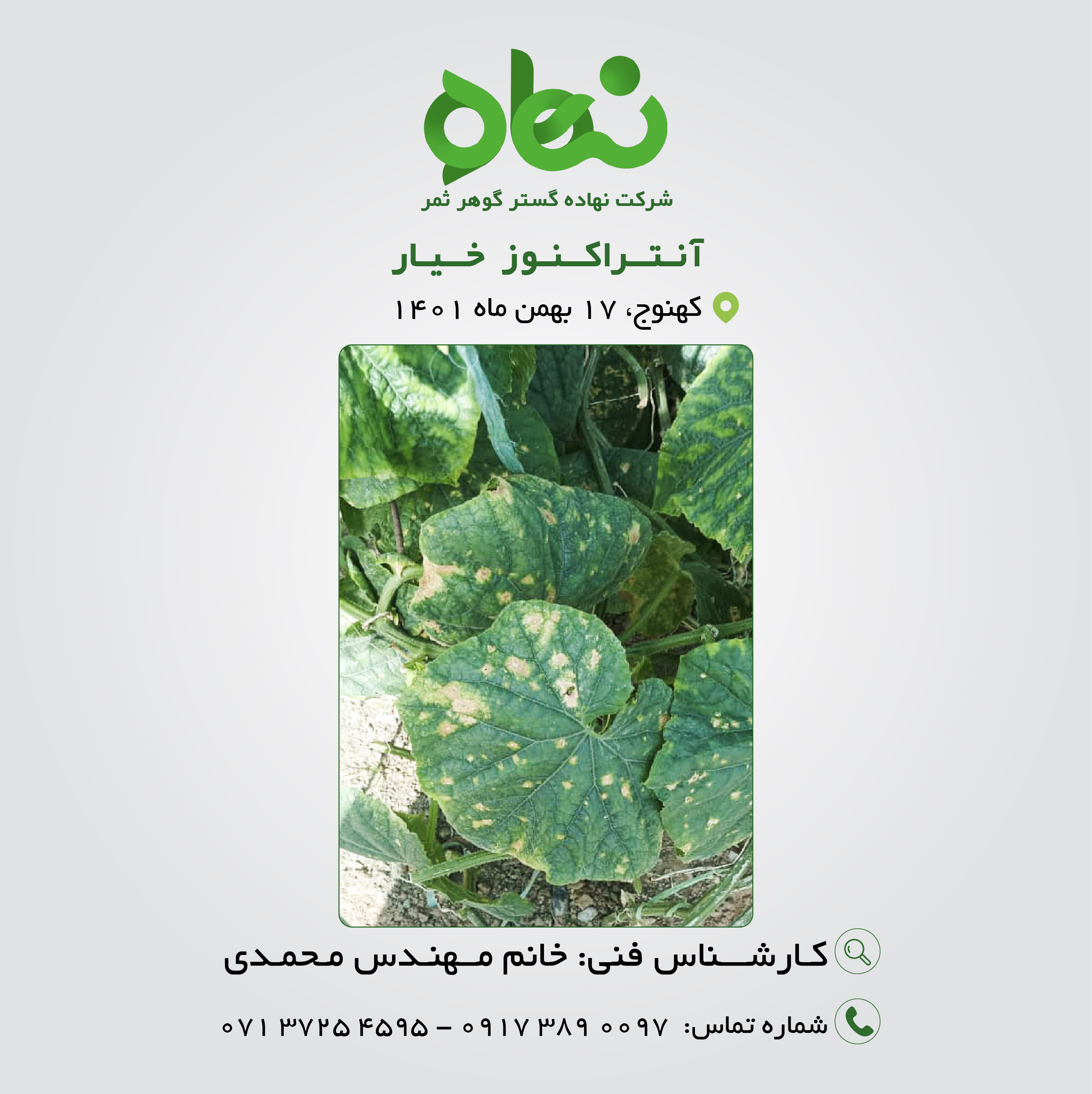 آنتراکنوز خیار